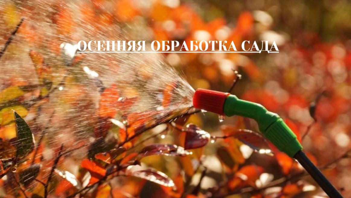 Осенняя обработка сада