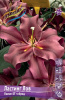Лилия Ластинг Лов (25) БигПак
